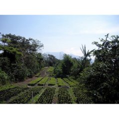 Káva PANAMA SHG BOQUETE CASA RUIZ 250g