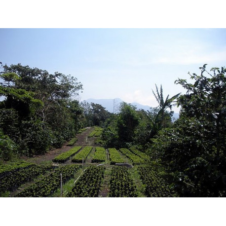 Káva PANAMA SHG BOQUETE CASA RUIZ 250g